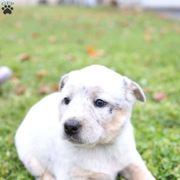 Roly Poly, Blue Heeler Mix Puppy